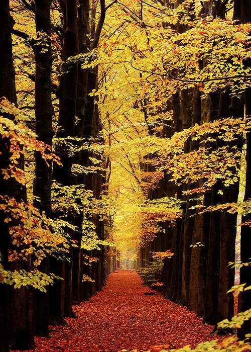Autumn Greeting Card featuring the photograph Golden Beech Lane by Roeselien Raimond