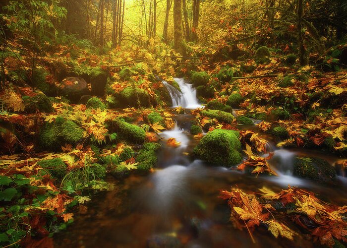 Fall Greeting Card featuring the photograph Golden Creek Cascade by Darren White