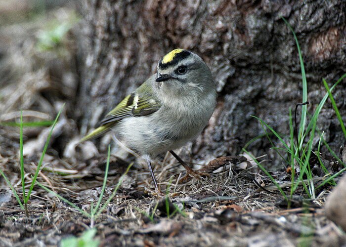 Wildlife Greeting Card featuring the photograph Golden-crowned Kinglet by William Selander