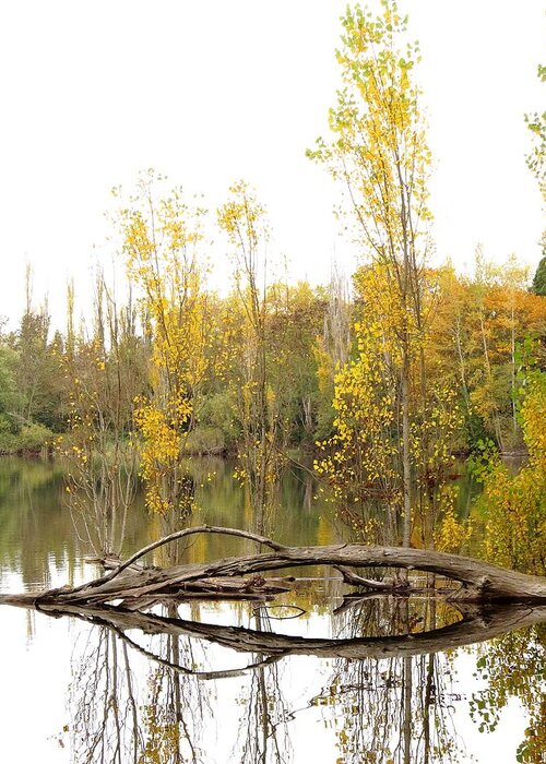Autumn Pond Reflections Greeting Card featuring the photograph Golden Days by I'ina Van Lawick