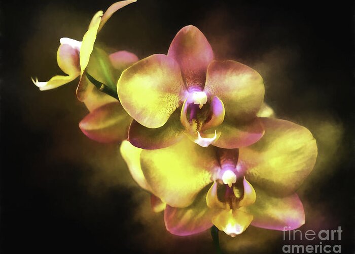Orchid Greeting Card featuring the digital art Golden Days by Ken Frischkorn