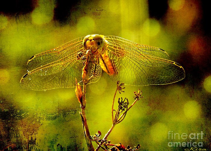Dragonfly Greeting Card featuring the photograph Golden Dragonfly by Kira Bodensted