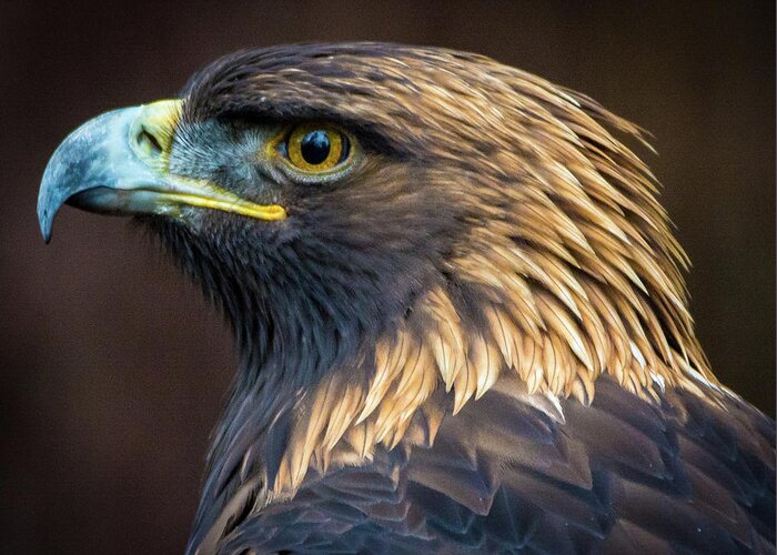 Eagles Greeting Card featuring the photograph Golden Eagle 2 by Jason Brooks