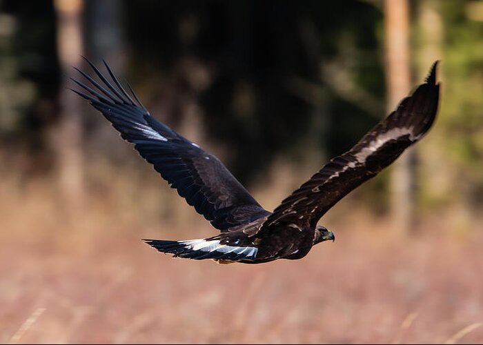 Golden Eagle Greeting Card featuring the photograph Golden Eagle flying by Torbjorn Swenelius