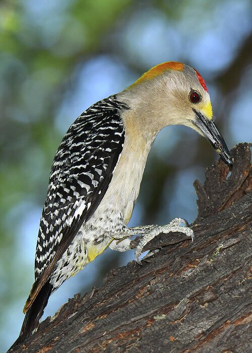 Bird Greeting Card featuring the photograph Golden-fronted Woodpecker by Alan Lenk