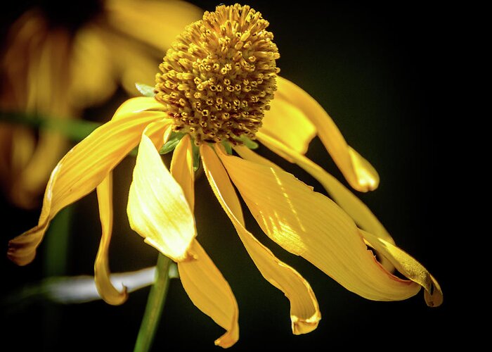 Golden Glow Greeting Card featuring the photograph Golden Glow Wildflower - 2 by Debra Martz