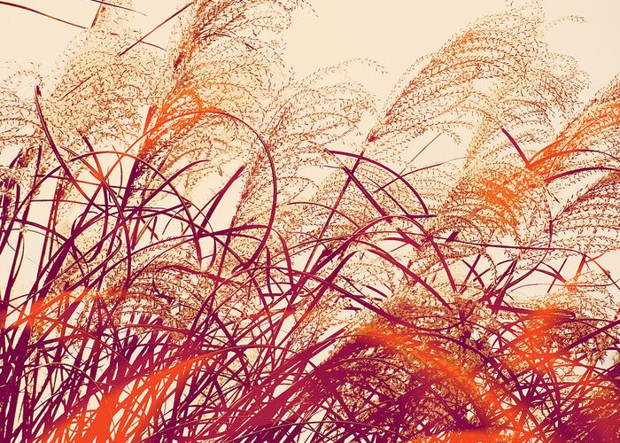 Abstract Pampas Greeting Card featuring the photograph Abstract Pampas by Stacie Siemsen