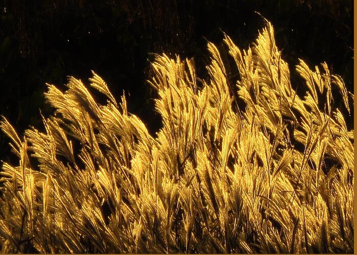 Grasses Greeting Card featuring the photograph Golden Grasses at Sunset by Lori Frisch