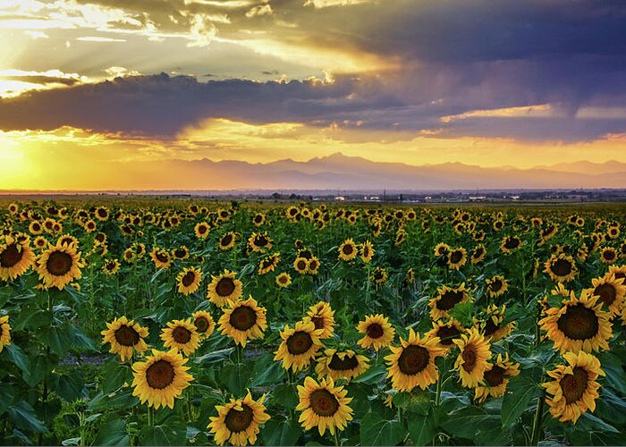 Colorado Greeting Card featuring the photograph Golden Hour Across The Sunflower Fields by John De Bord