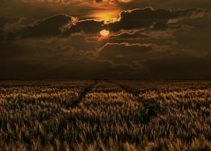 Cornfield Greeting Card featuring the photograph Golden Hour by Joachim G Pinkawa