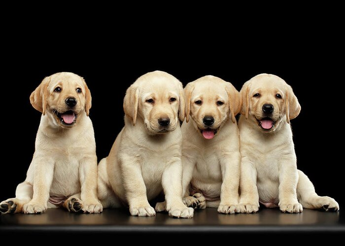 Puppy Greeting Card featuring the photograph Golden Labrador Retriever puppies isolated on black background by Sergey Taran