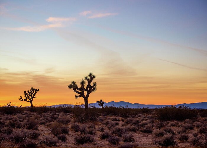 Joshua Tree Greeting Card featuring the photograph Golden Mojave Desert Sunset by Aileen Savage
