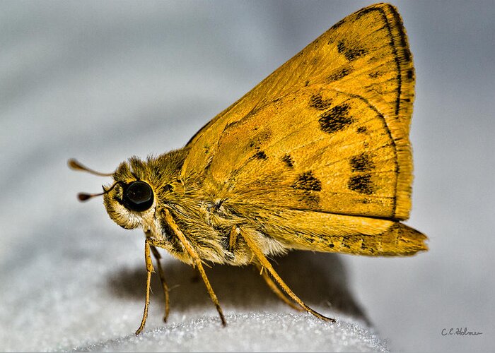 Photograph Greeting Card featuring the photograph Golden Moth by Christopher Holmes