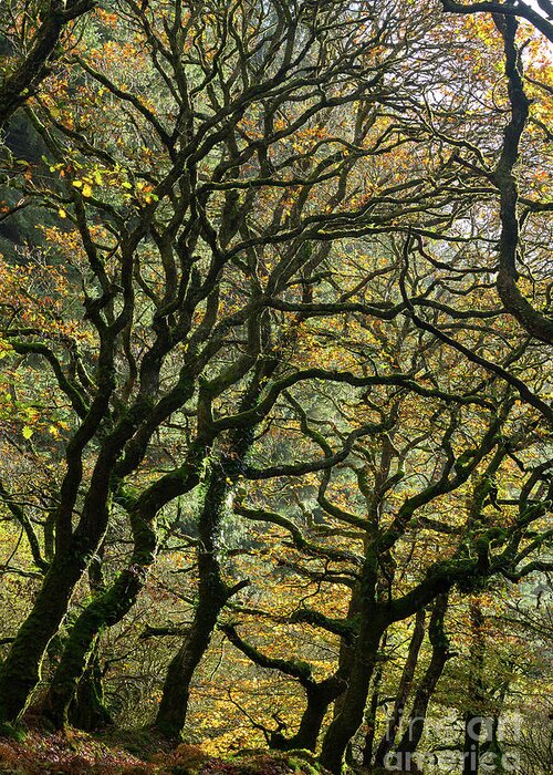 Oak Trees Greeting Card featuring the photograph Golden Oaks by Andy Myatt