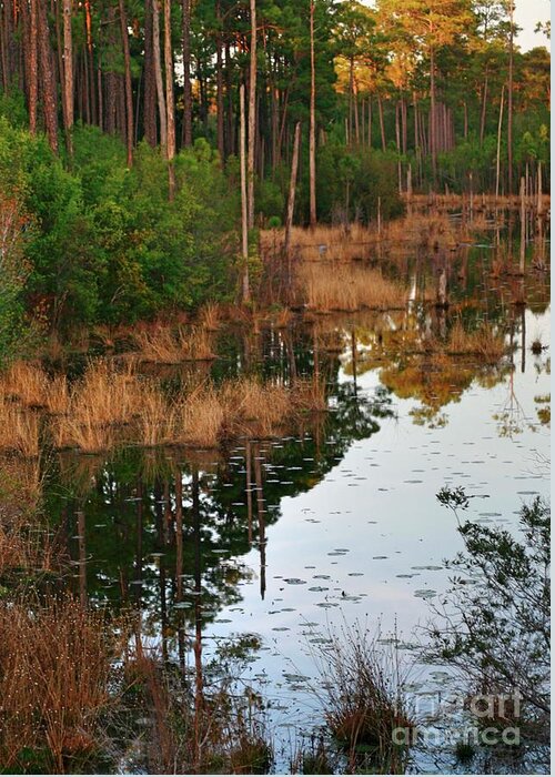 Florida Greeting Card featuring the photograph Golden Pond by Lori Mellen-Pagliaro