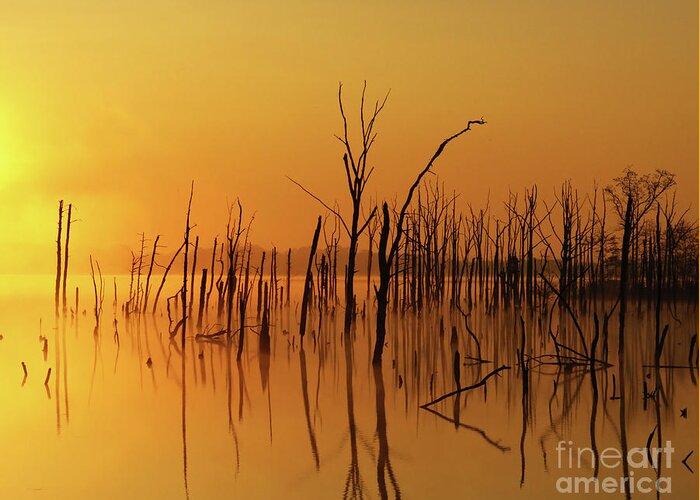 Gold Greeting Card featuring the photograph Golden Reflections by Roger Becker