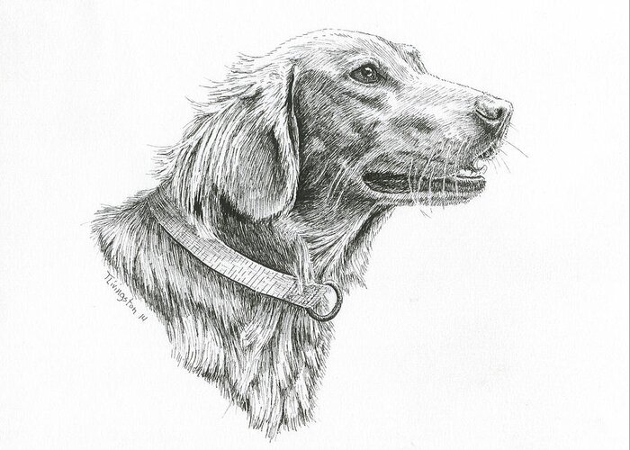 Golden Retriever Greeting Card featuring the drawing Golden Retriever by Timothy Livingston
