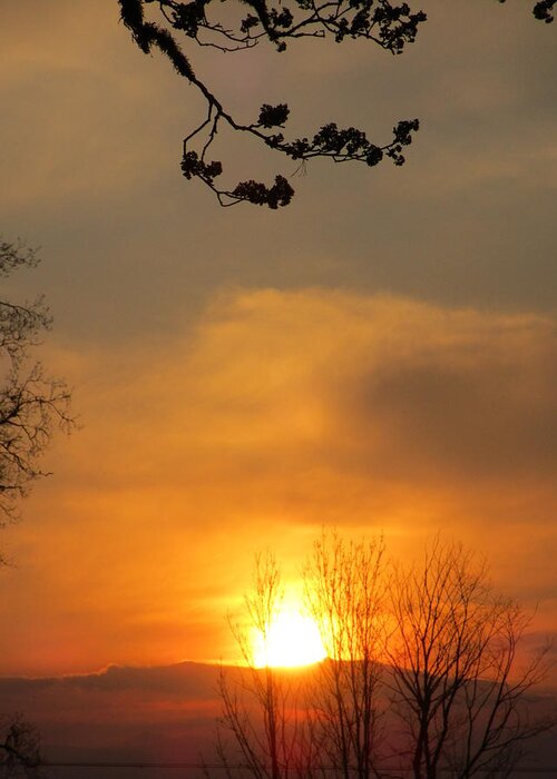 Silhouette Greeting Card featuring the photograph Golden by Rosita Larsson