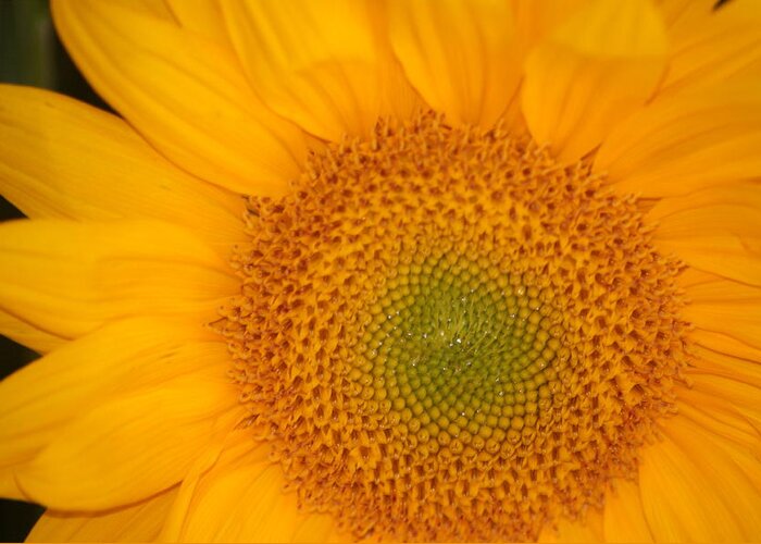 Sunflower Greeting Card featuring the photograph Golden Sunflower by Liz Vernand