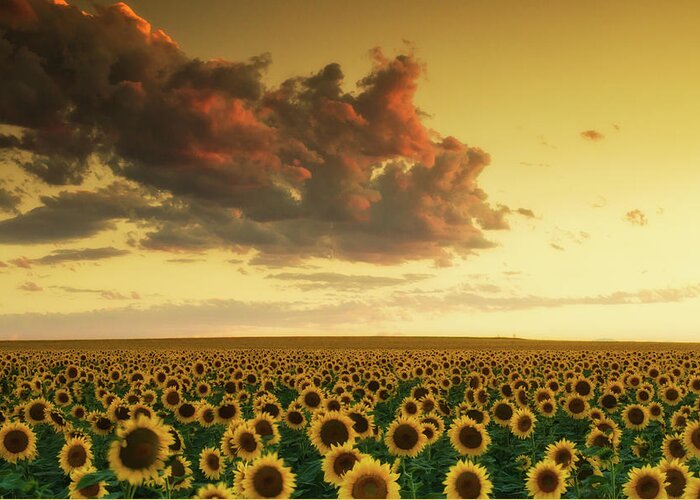 Colorado Greeting Card featuring the photograph Golden Sunflower Skies by John De Bord