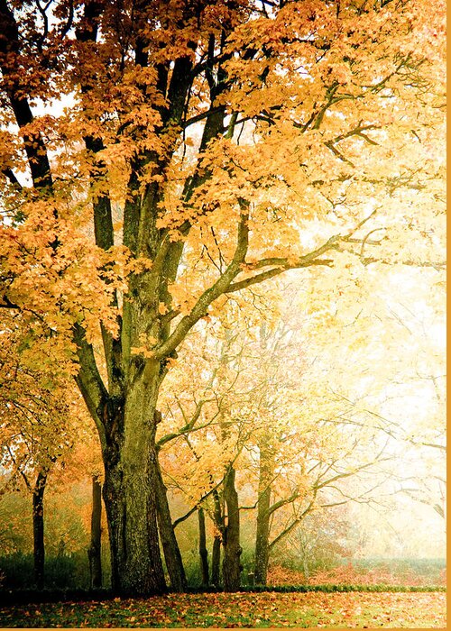 Golden Greeting Card featuring the photograph Golden Tree by Maggie Terlecki