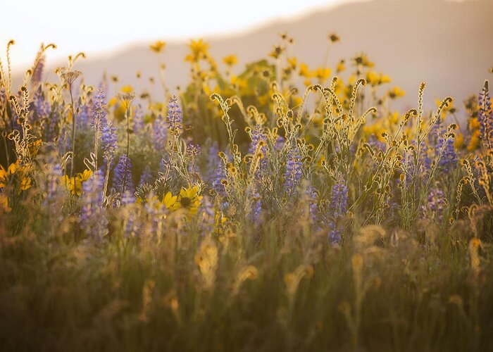 Flora Greeting Card featuring the photograph Golden Wildflowers by Jon Ares