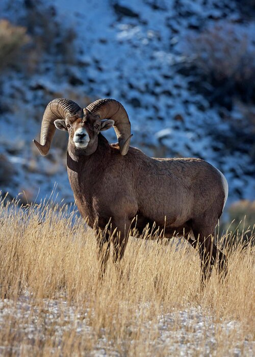 Mark Miller Photos Greeting Card featuring the photograph Golden Winter Day Ram by Mark Miller