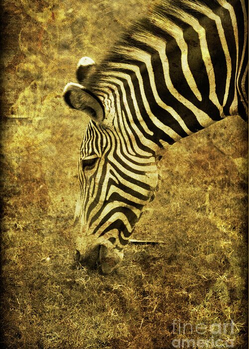 Zebra Greeting Card featuring the photograph Golden Zebra by Saija Lehtonen