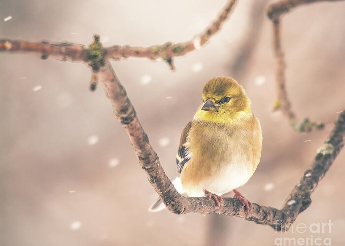 Cheryl Baxter Photography Greeting Card featuring the photograph Goldfinch in the Snow by Cheryl Baxter