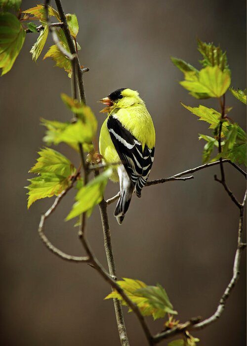 Bird Greeting Card featuring the photograph Goldfinch Suspended In Song by Christina Rollo