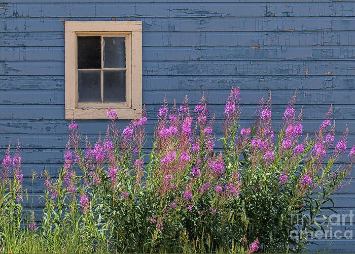 Fireweed Greeting Card featuring the photograph Gone Missing by Jim Garrison