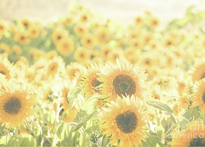 Sunflower Greeting Card featuring the photograph Good Day Sunshine by Ana V Ramirez