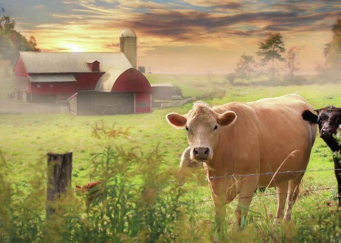 Cows Greeting Card featuring the photograph Good Morning by Lori Deiter