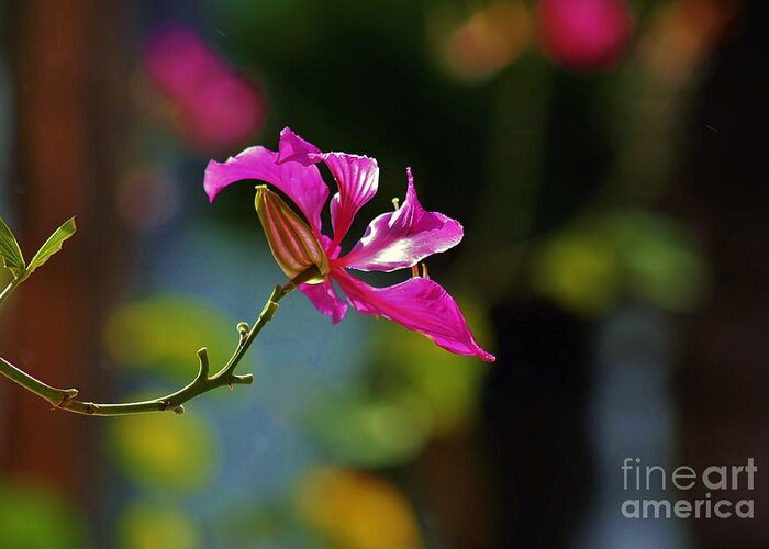 Orchid Greeting Card featuring the photograph Good Morning Profile by Craig Wood
