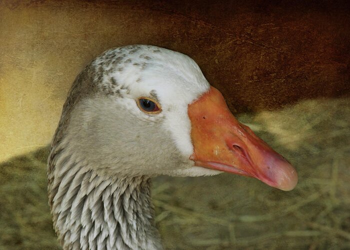 Goose Greeting Card featuring the photograph Goose - Domestic Greylag by Nikolyn McDonald