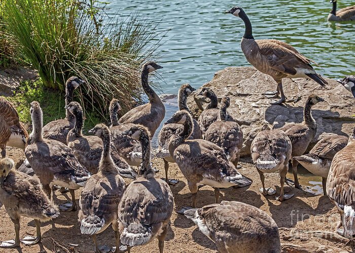 Canada Geese Greeting Card featuring the photograph Goose Family Gathering by Kate Brown