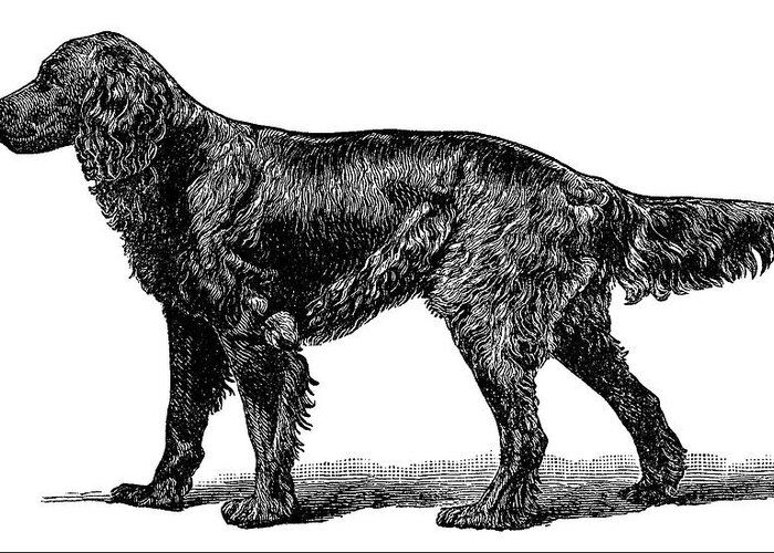Gordon Setter Dog Engraving Greeting Card featuring the painting Gordon Setter Dog Engraving by MotionAge Designs