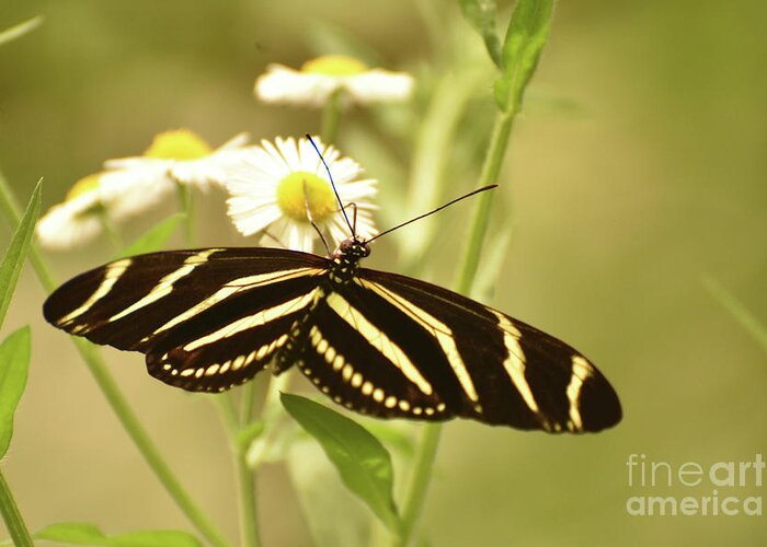 Zebra-butterfly Greeting Card featuring the photograph Gorgeous Zebra Butterfly in the Beautiful Sunlight by DejaVu Designs