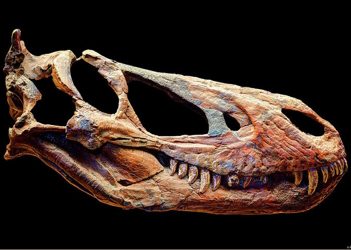 Gorgosaurus Skull Greeting Card featuring the photograph Gorgosaurus Skull by Weston Westmoreland