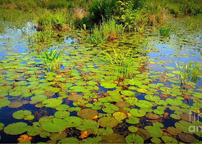 Pondscape Greeting Card featuring the photograph Gorham Pond Lily Pads by Susan Lafleur