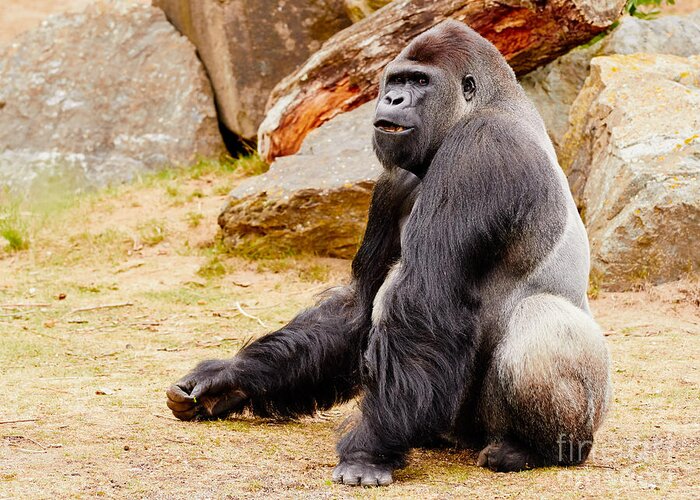 Gorilla Greeting Card featuring the photograph Gorilla sitting upright by Nick Biemans
