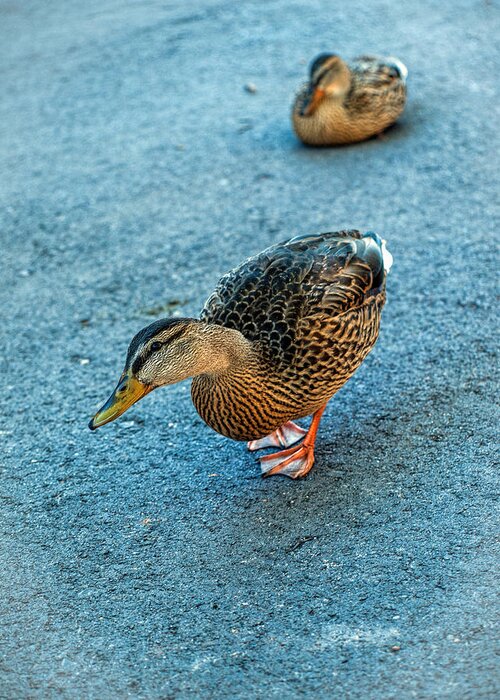 Duck Greeting Card featuring the photograph Got Bread? by Alana Thrower