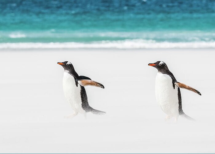The Falklands Greeting Card featuring the photograph Gentoo penguins caught in a sand storm. by Usha Peddamatham