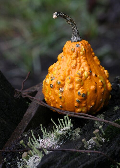 Gourd Greeting Card featuring the photograph Gourd with Pixie Cup Lichen by Tammy Pool