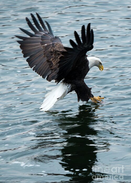 Bald Eagle Greeting Card featuring the photograph Grabbing for Lunch by Michael Dawson