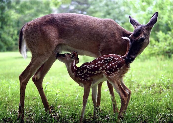 Deer Greeting Card featuring the photograph Gracie Nursing Lexi by Bill Stephens