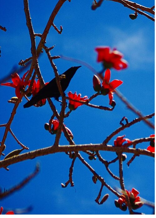 Black Bird Greeting Card featuring the photograph Grackle by Stoney Lawrentz