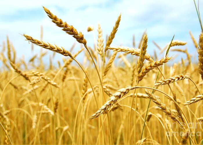 Wheat Greeting Card featuring the photograph Grain field by Elena Elisseeva