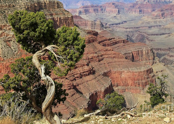 Grand Canyon Greeting Card featuring the photograph Grand Canyon 5 by Teresa Zieba