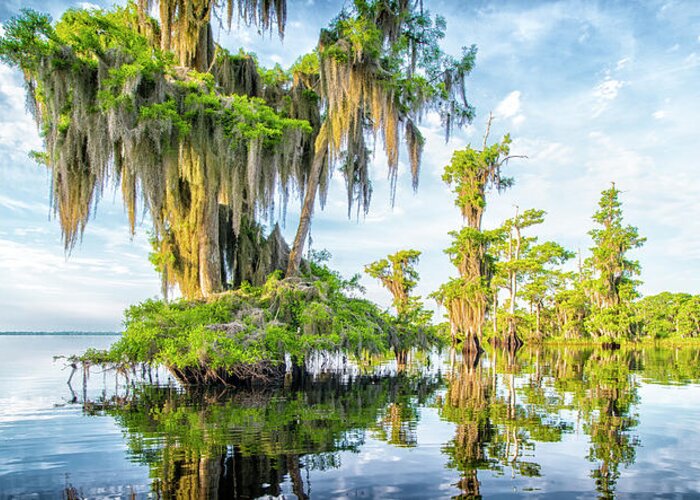 Crystal Yingling Greeting Card featuring the photograph Grand Cypress by Ghostwinds Photography